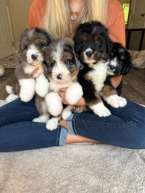 bernedoodle breeders michigan