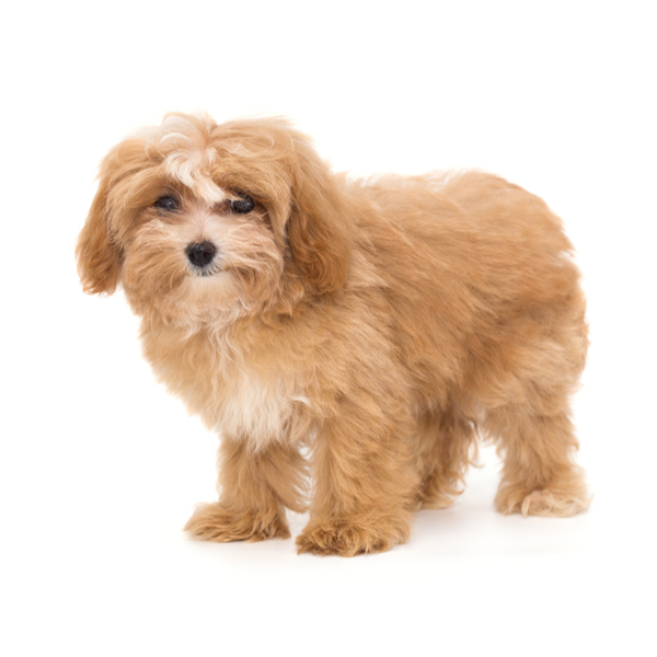 maltipoo puppies for sale florida