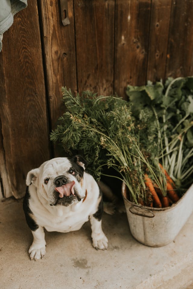 best food for english bulldogs