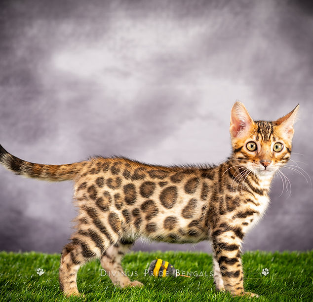 cats for sale in washington state