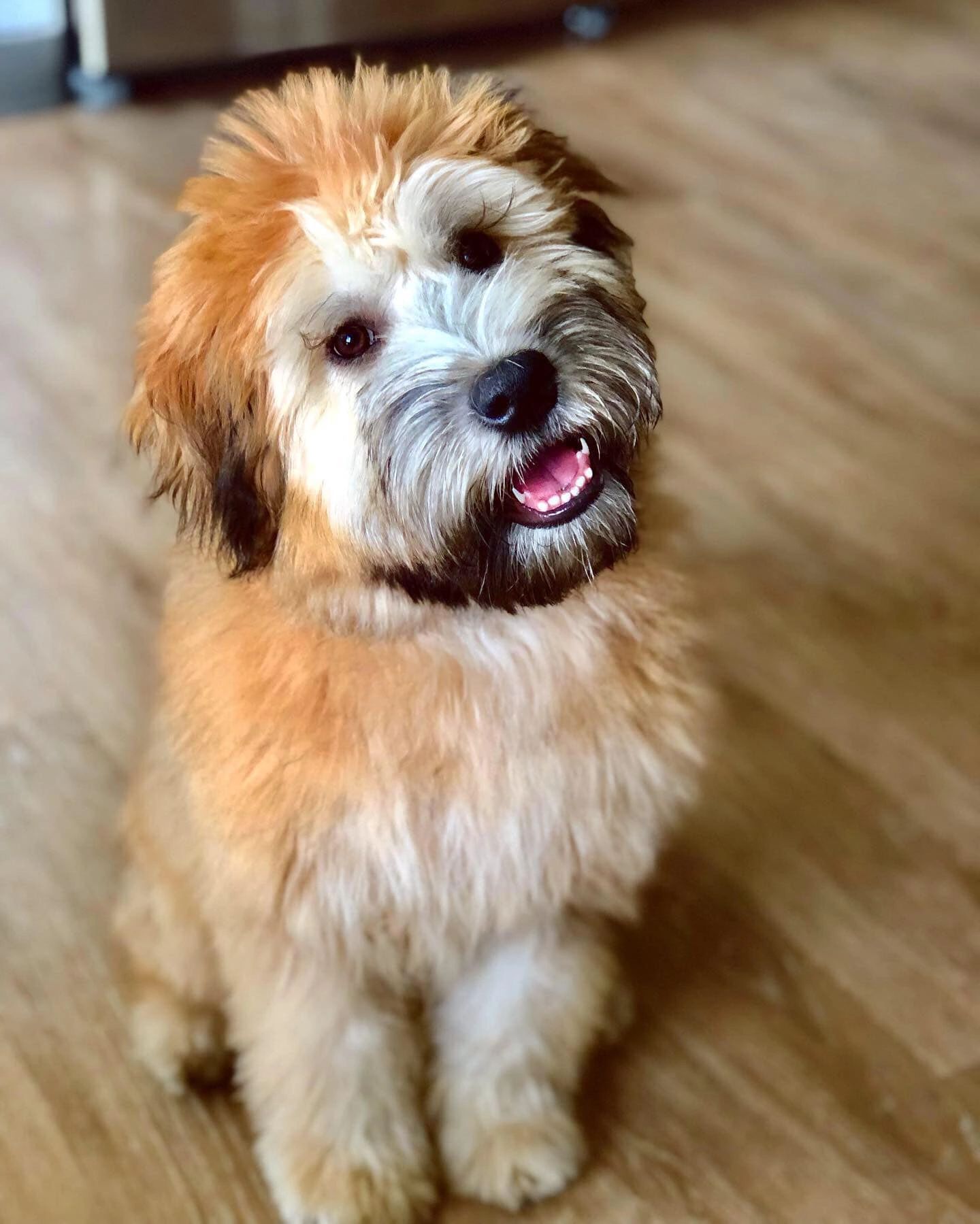 older wheaten terriers for sale