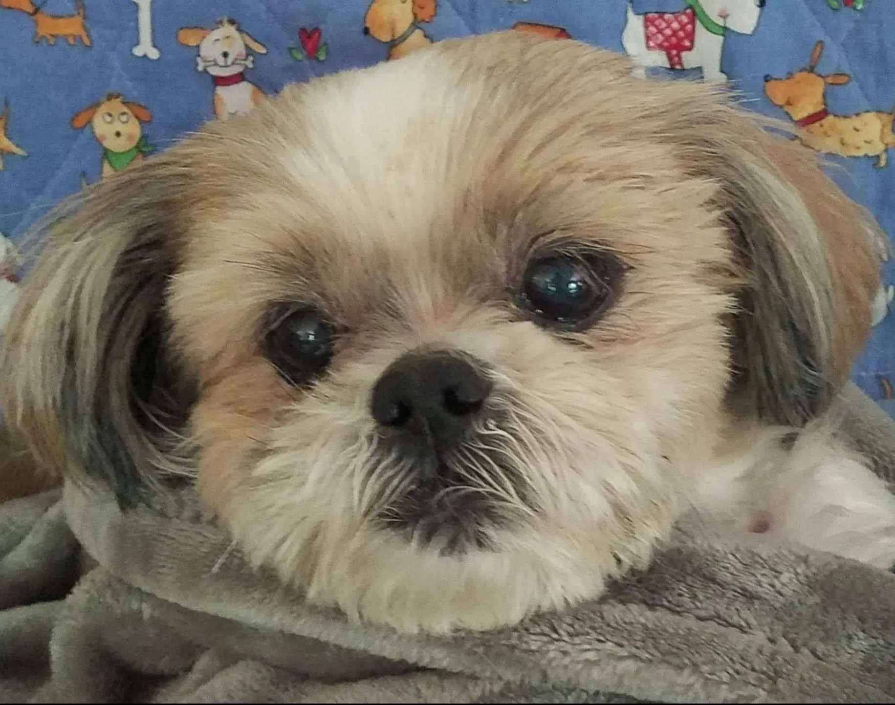 shih tzu rescue california
