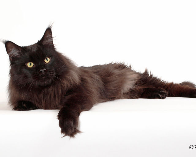 maine coon breeders arizona