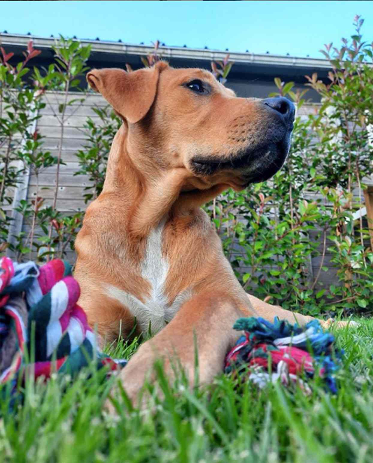 golden lab boxer mix