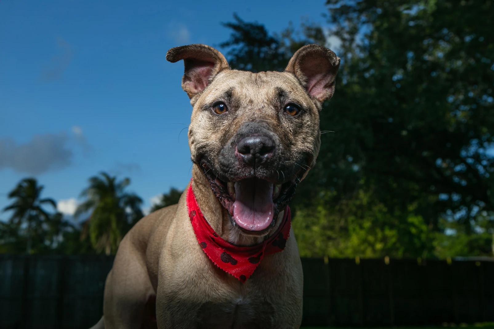 petfinder fort lauderdale