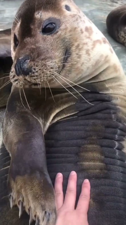 can i pet a seal
