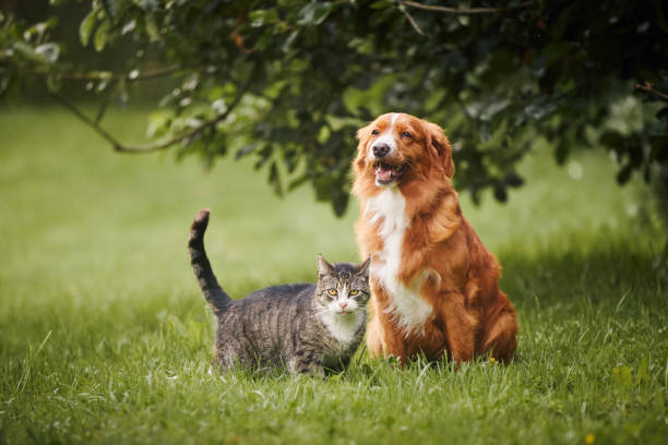 cat and dog images free