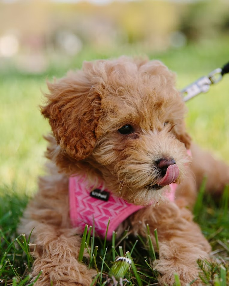 cockapoo puppies for sale in florida