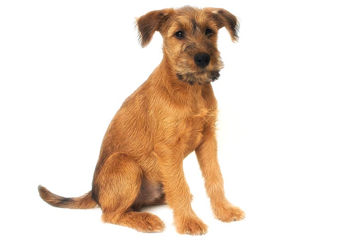 terrier dog for sale