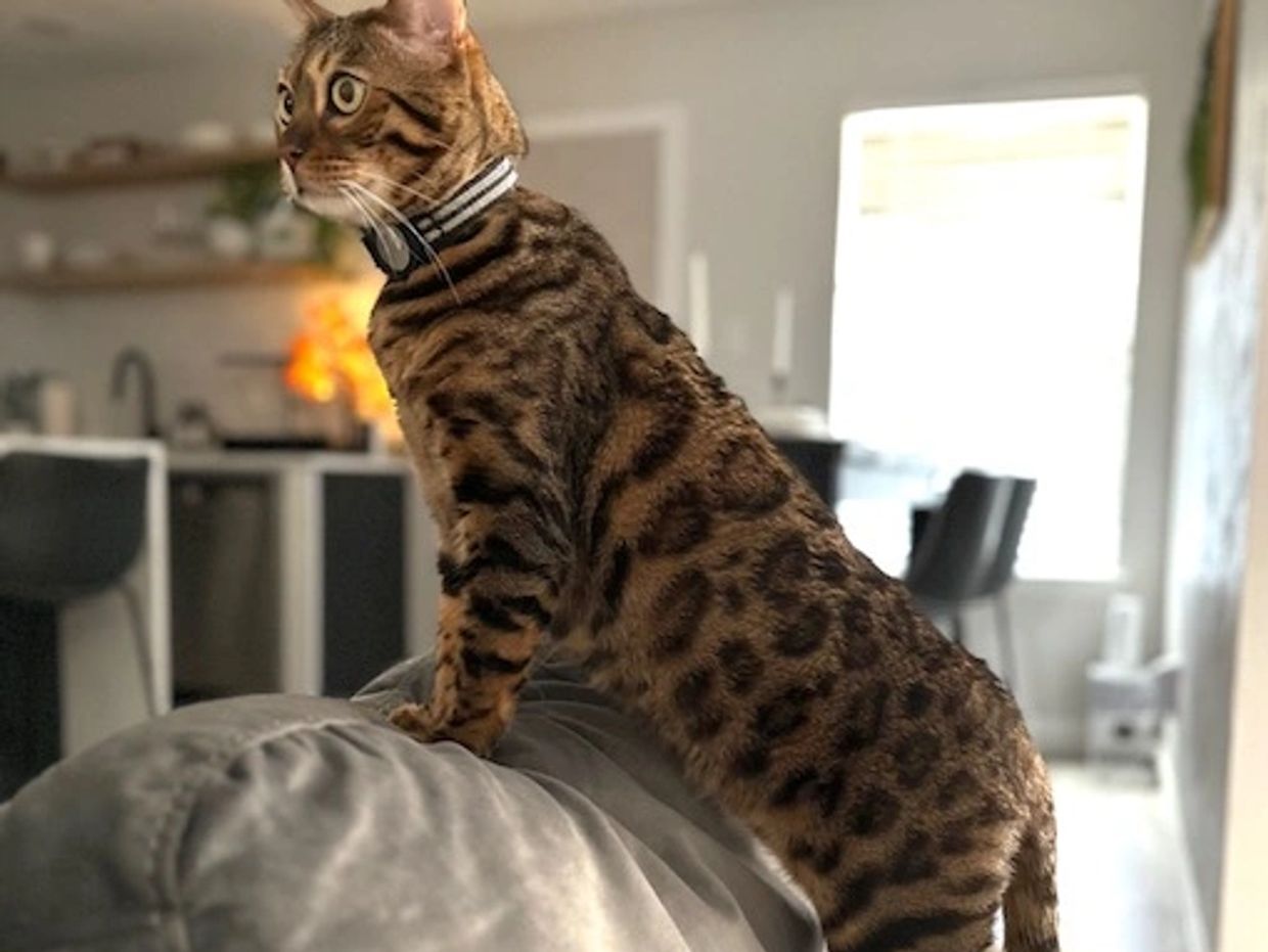 bengal cat rescue california