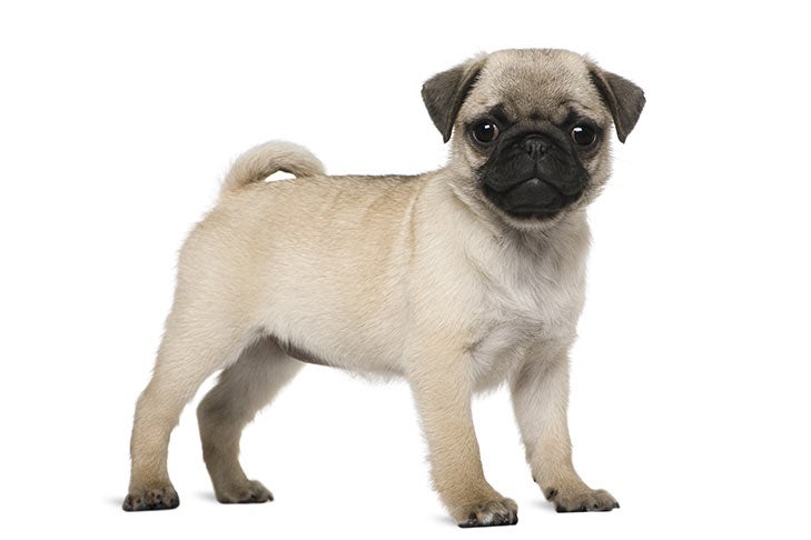 pug breeders illinois
