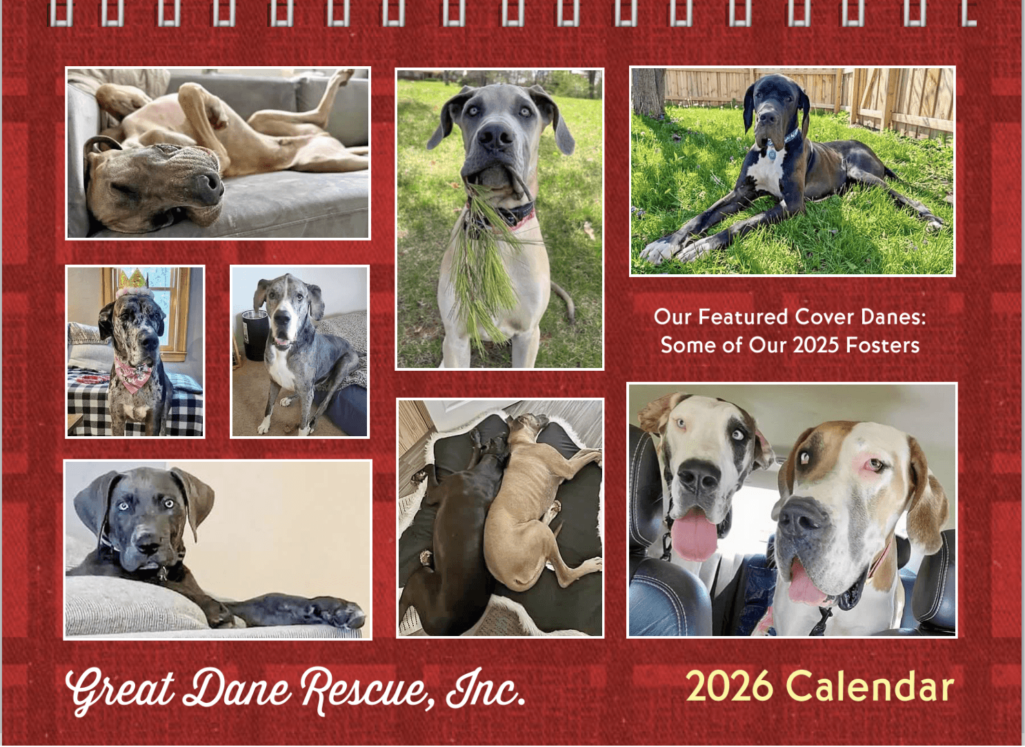 great dane rescue inc