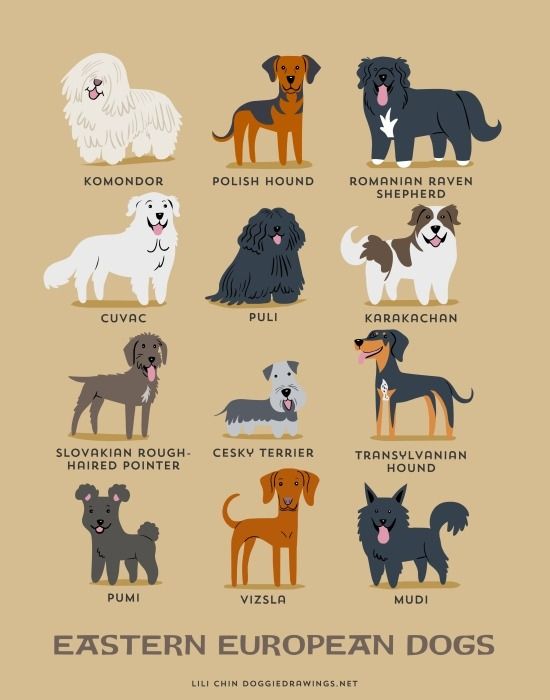 dog breeds from romania