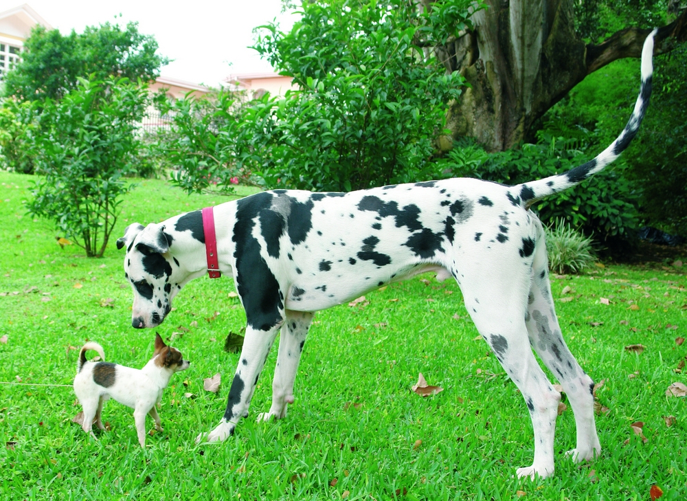 great dane and chihuahua