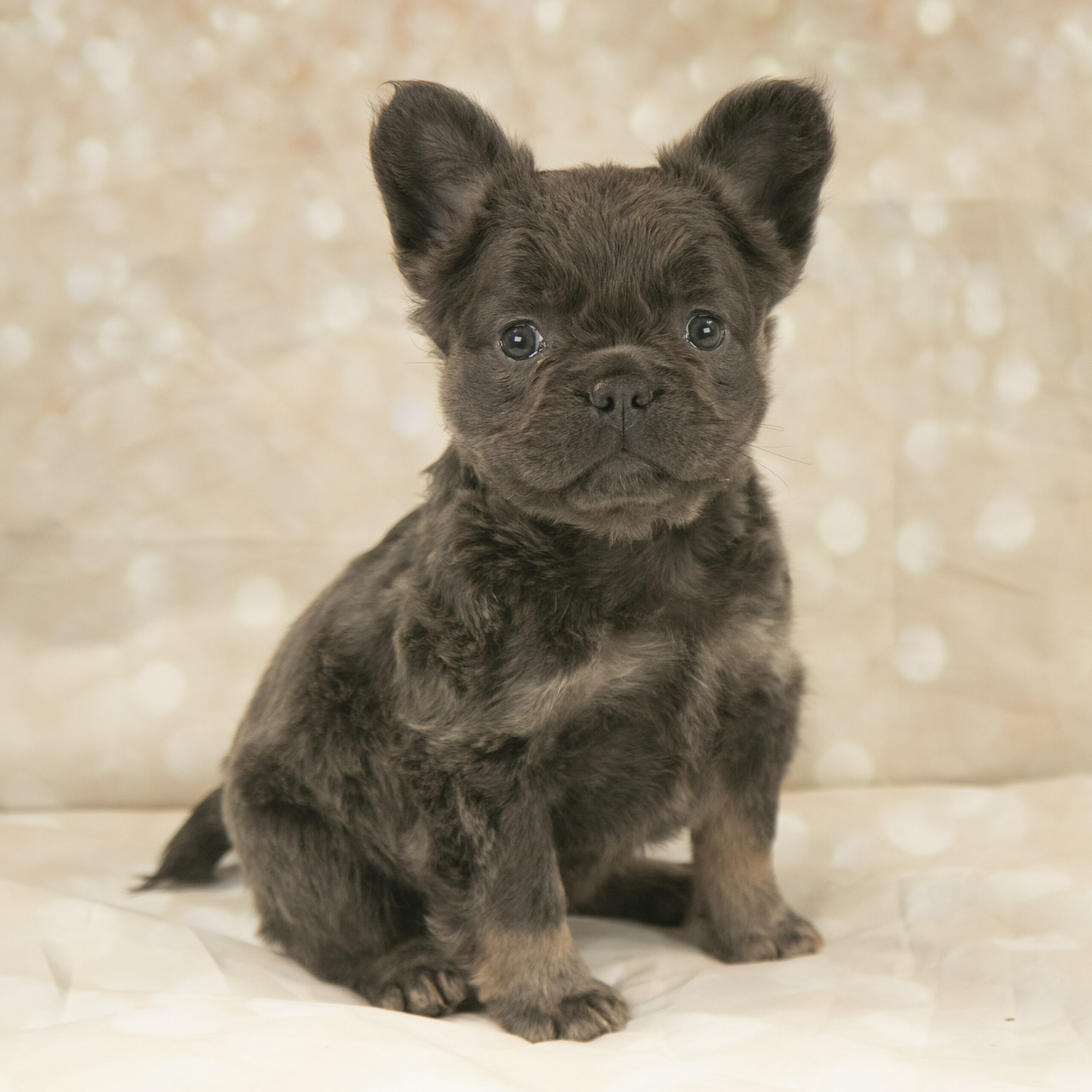 fluffy bulldog for sale