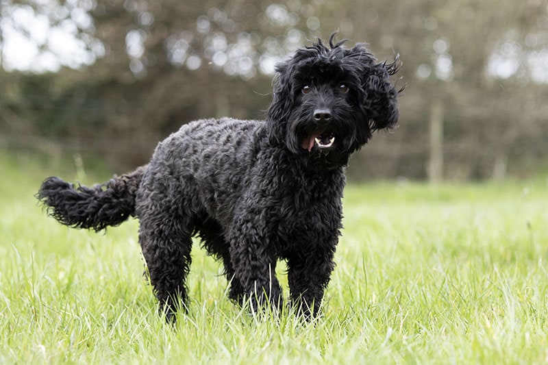black cockapoo dog