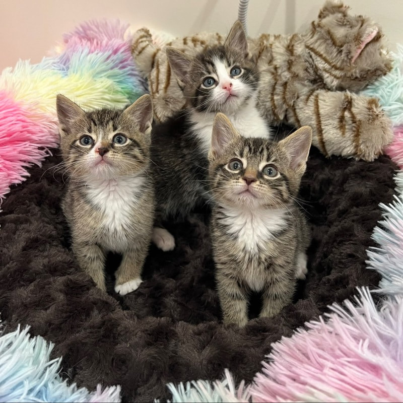 free kittens ny