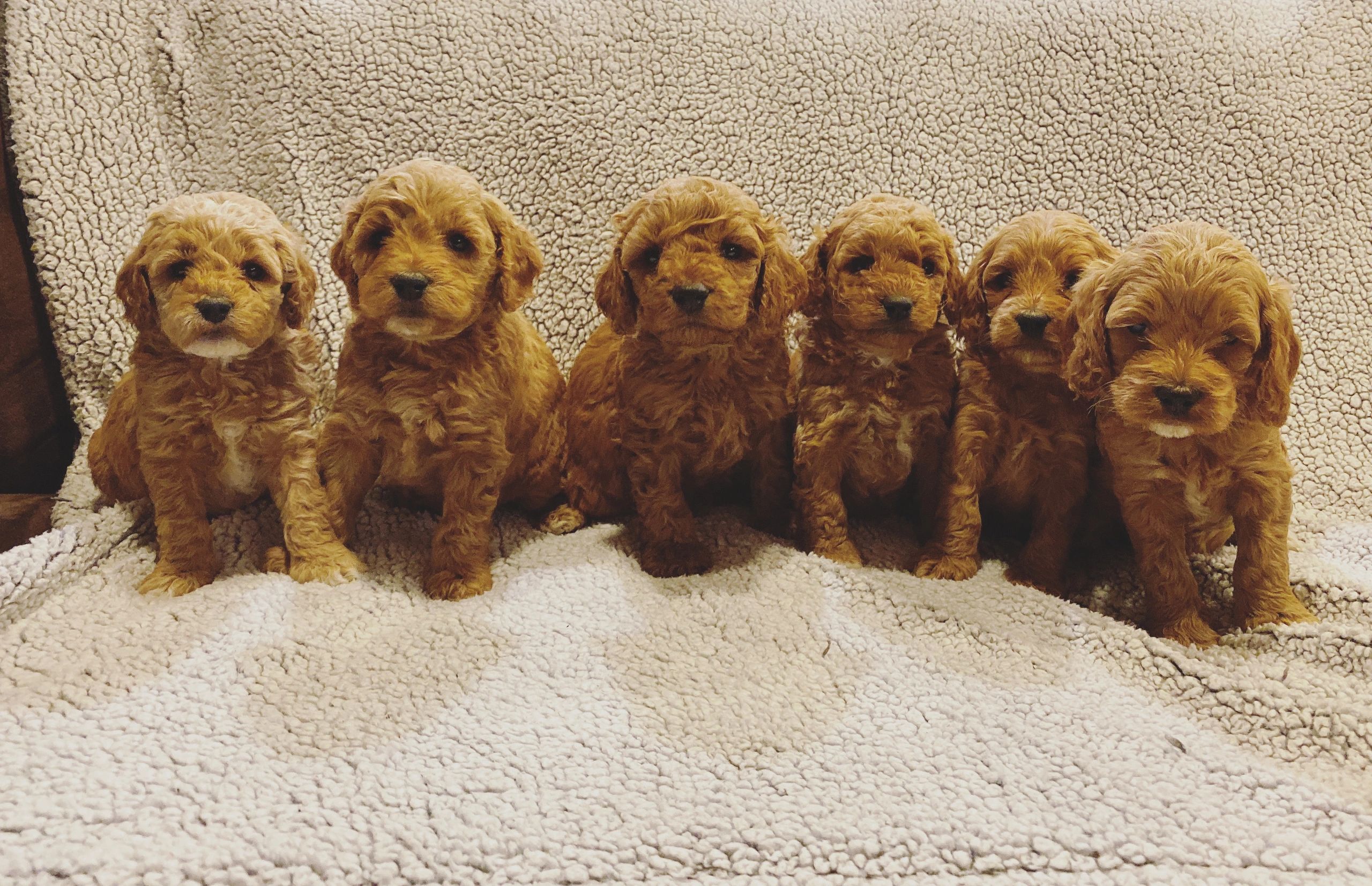 cockapoo puppies nj