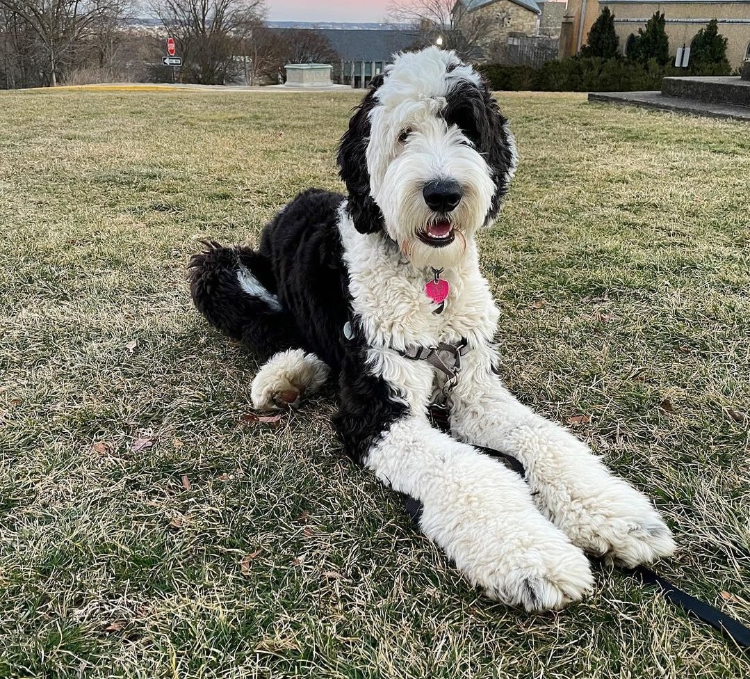 adult sheepadoodle