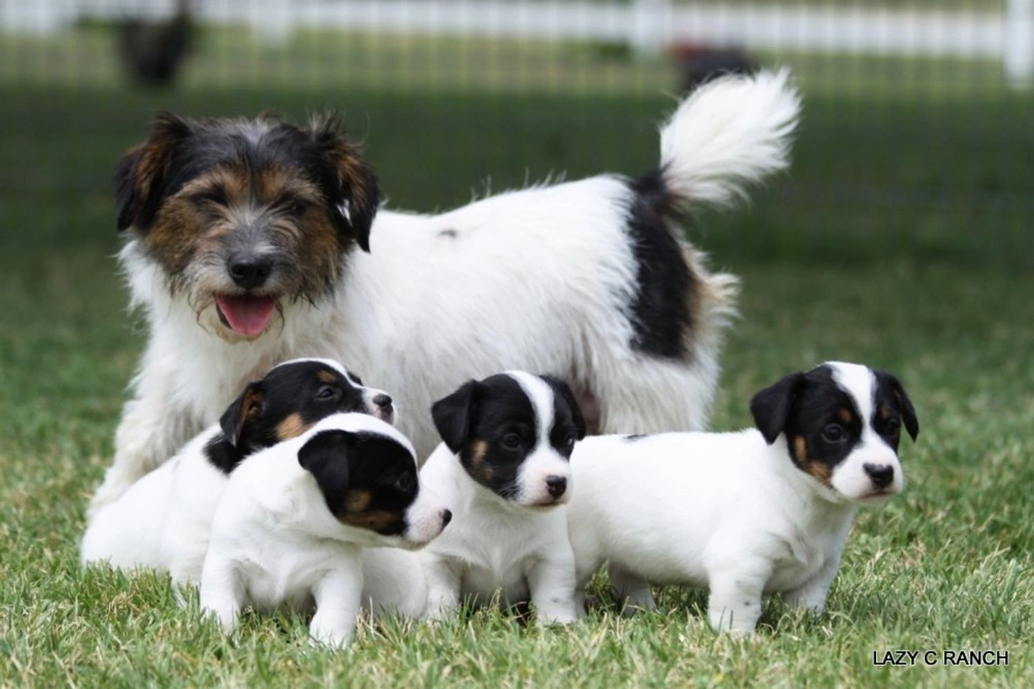 jack russell puppies texas