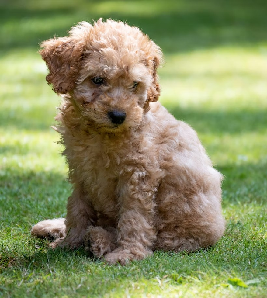 cockapoo breeders in florida