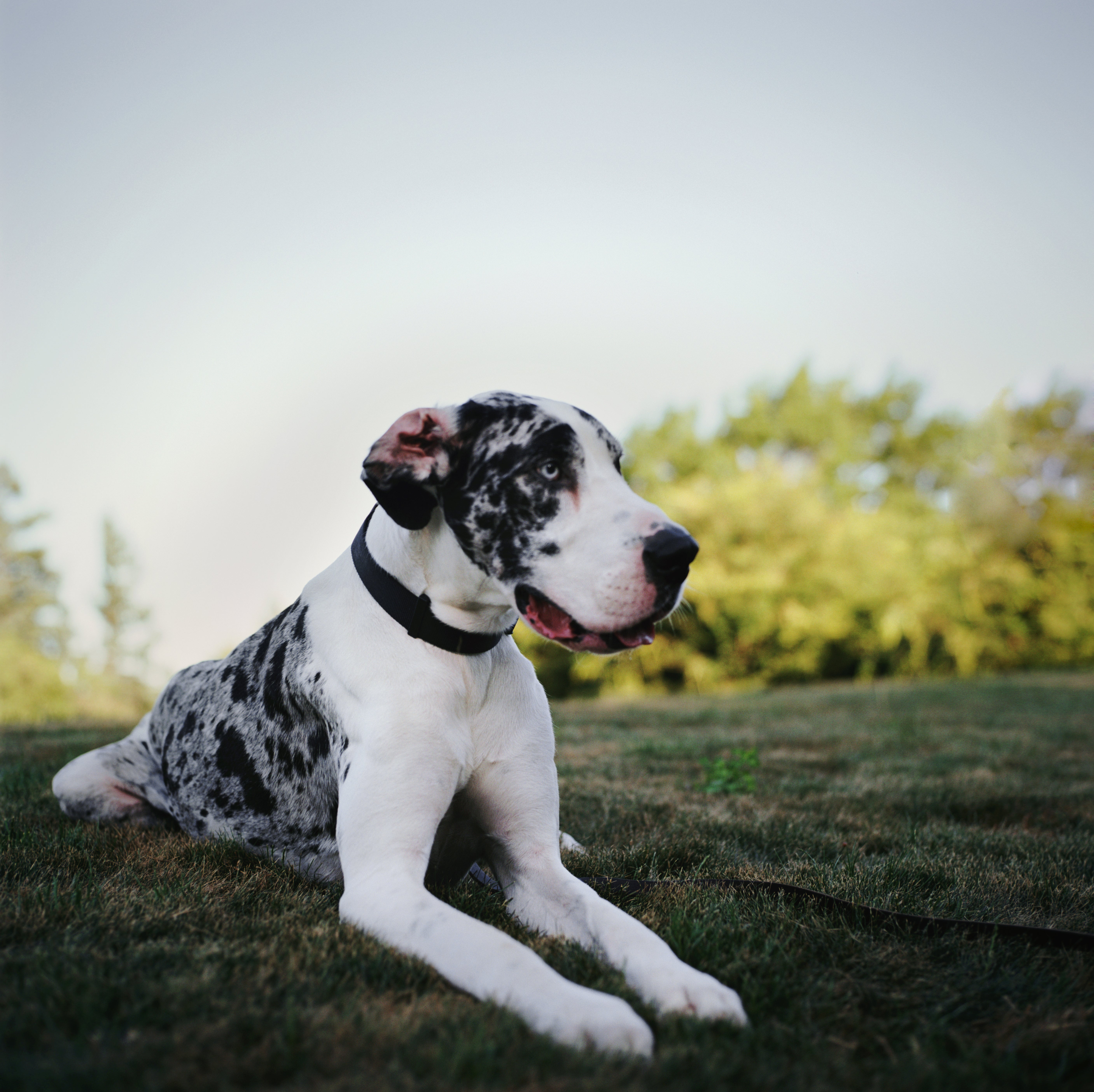 petfinder great dane