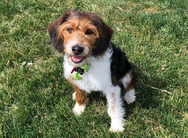 labradoodle beagle mix