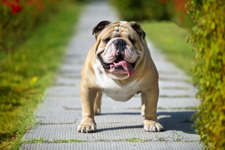 english bulldogs for adoption near me