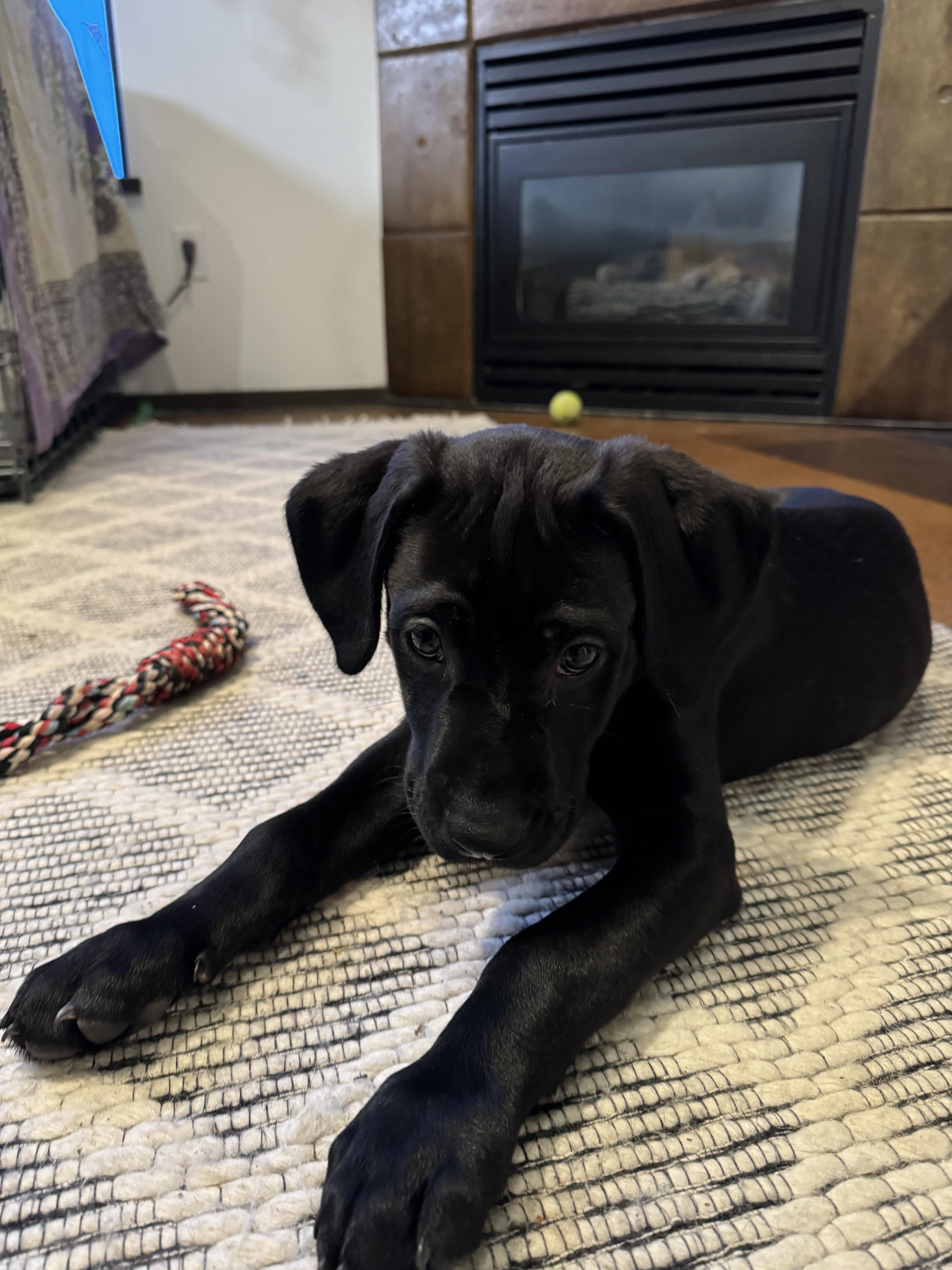 dane lab mix puppy