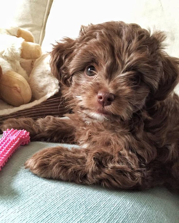 chihuahua and cockapoo mix
