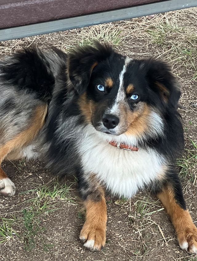 australian shepherd washington state