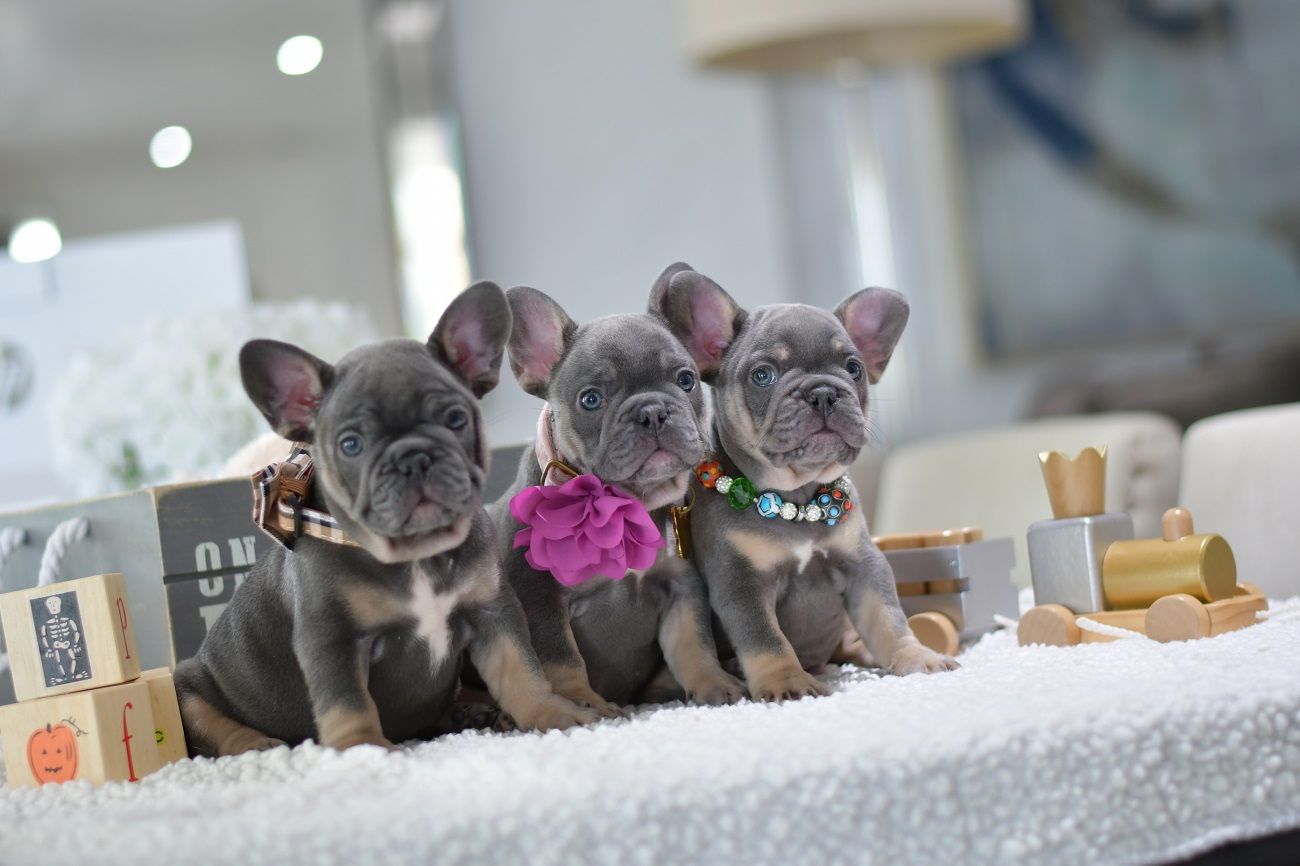 french bulldog breeders tennessee
