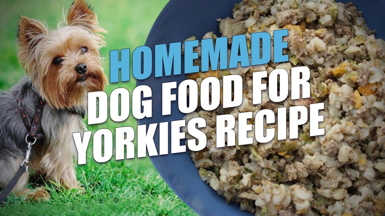 best food for yorkshire terrier