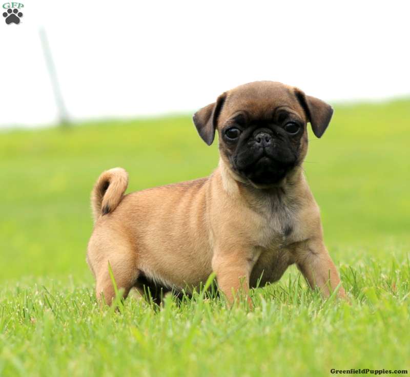 puppy pug for sale