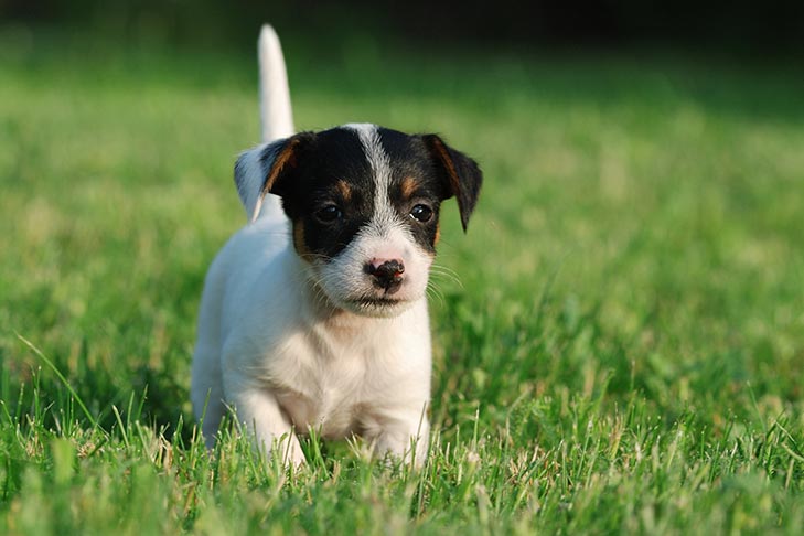 jack russell terrier for sale in florida