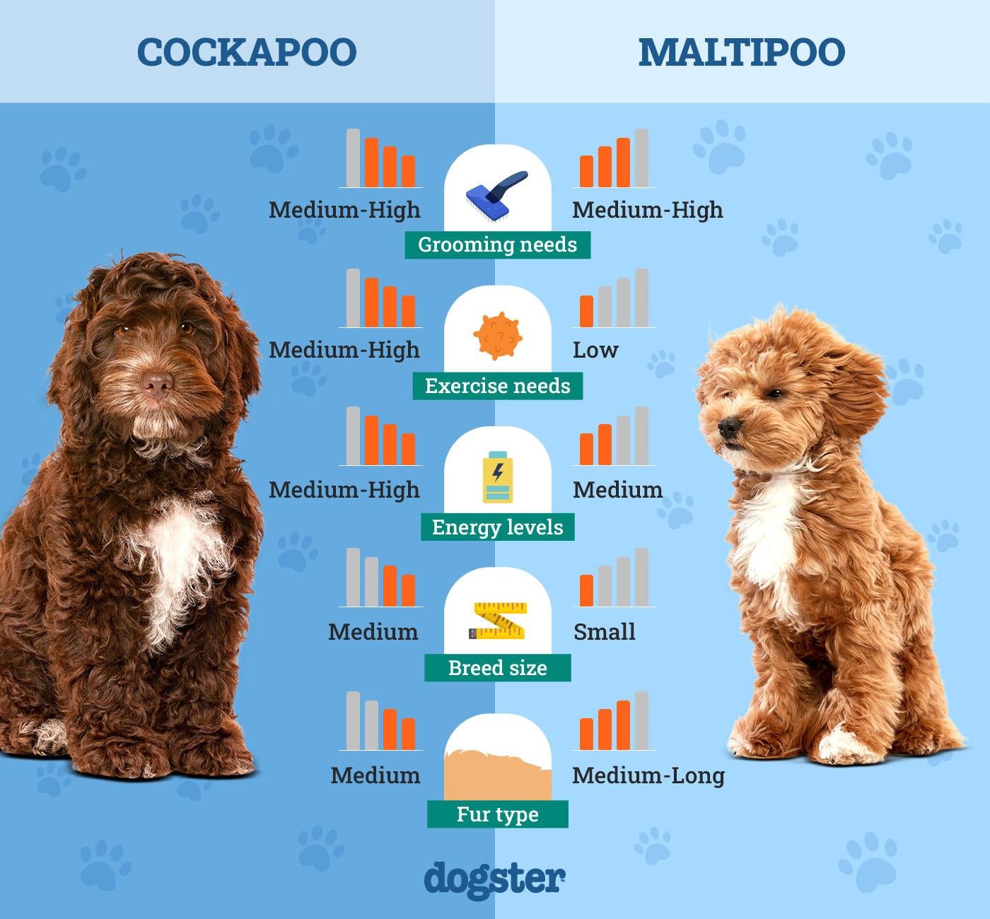cockapoo vs maltipoo