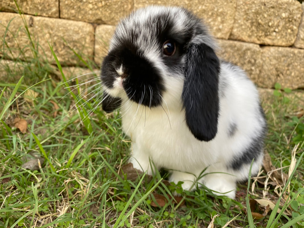 bunny for sale near me