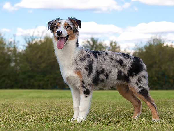 short hair aussie mix