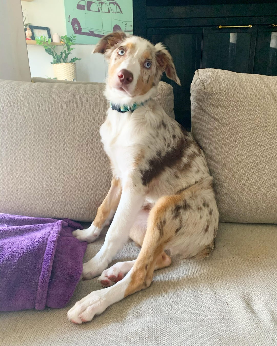 australian shepherd dog short hair