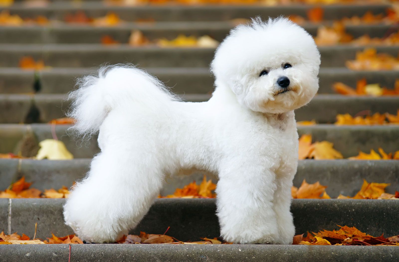 bichon dog images