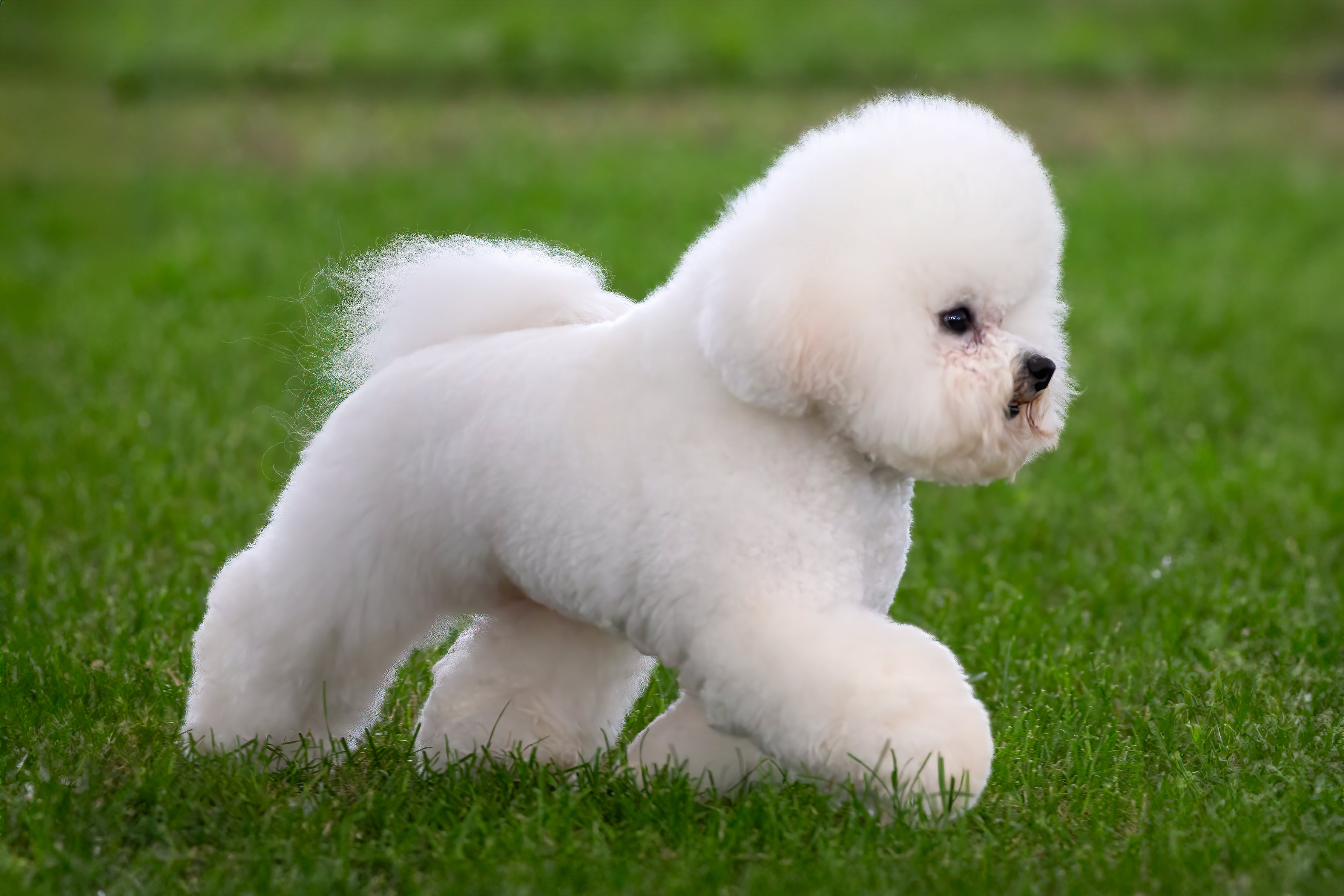 buy a bichon