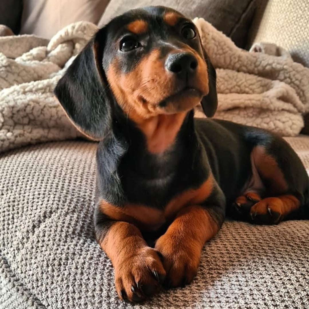 jack russell dachshund mix puppy
