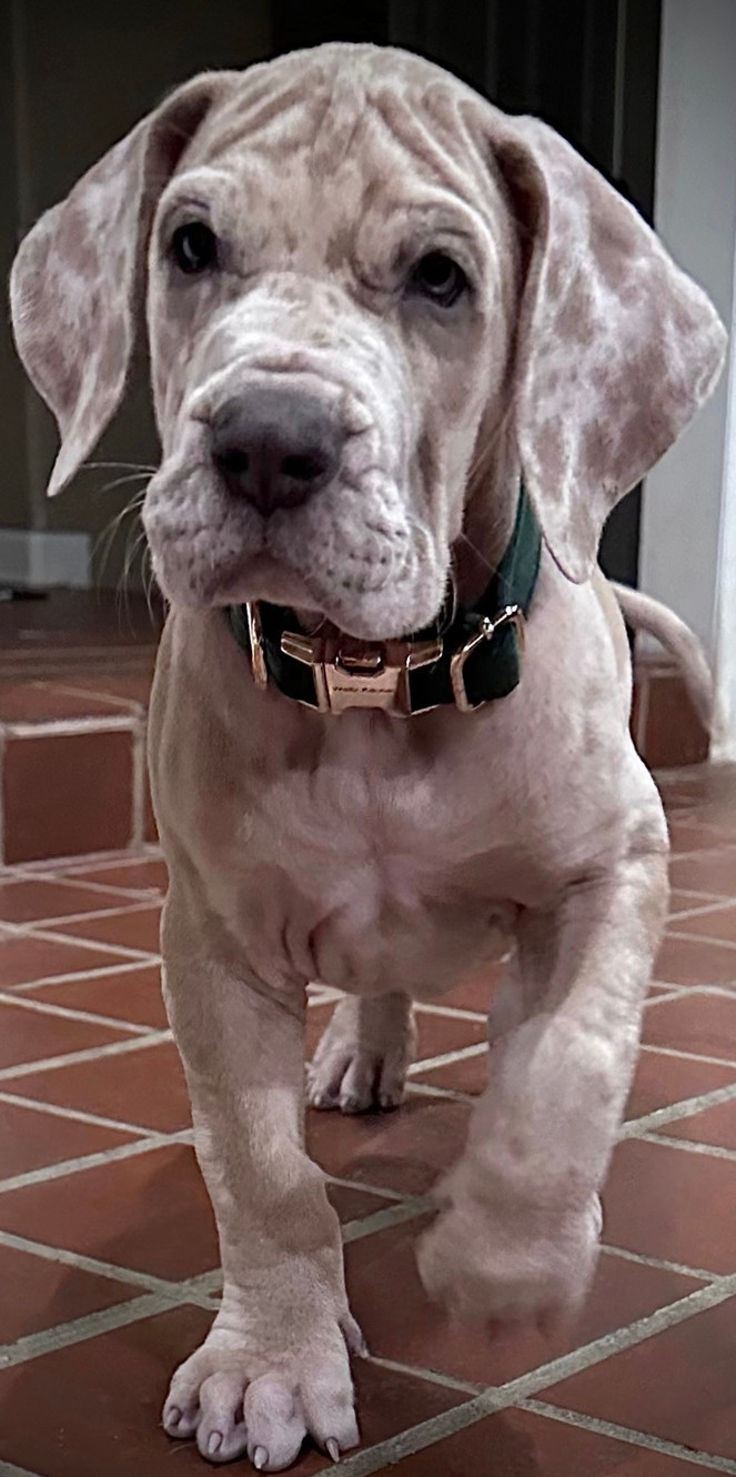 great dane breeders in texas