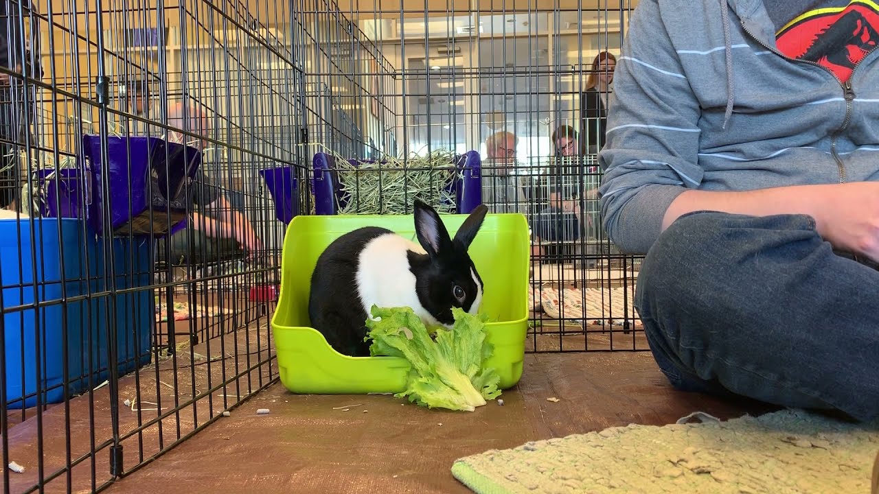 foster a rabbit near me