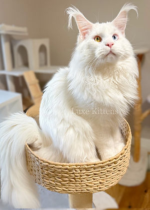 maine coon breeders arizona