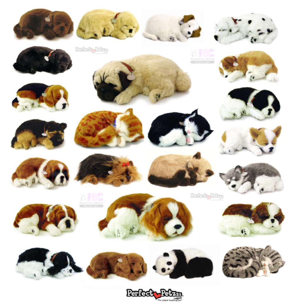 picture perfect pets