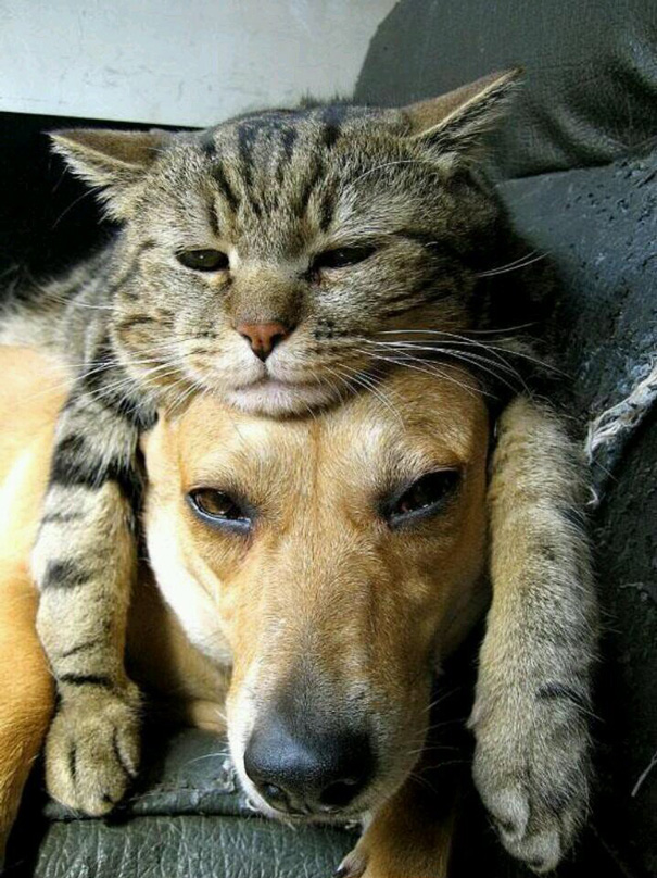 best friends dogs and cats