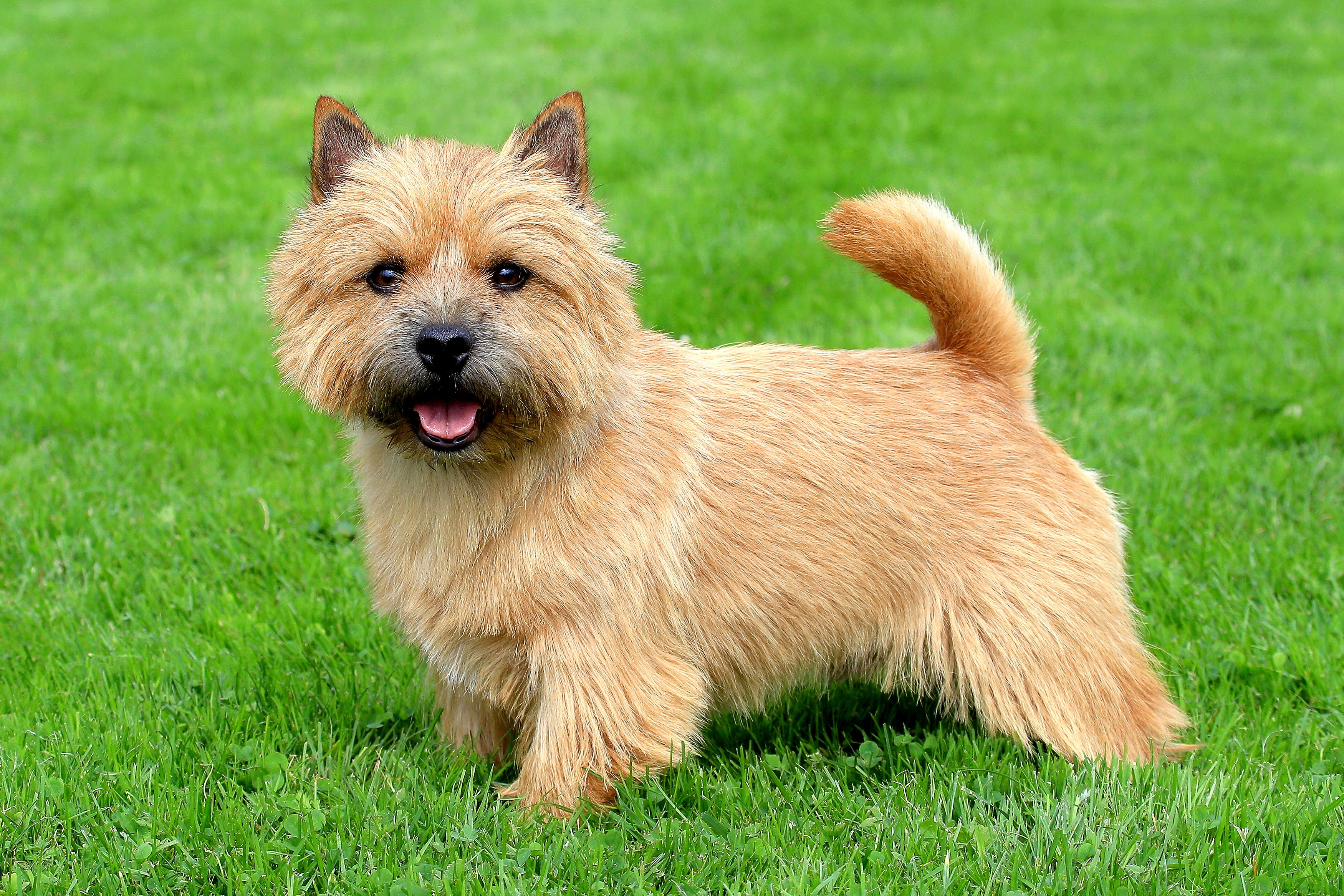 norwich terrier for adoption