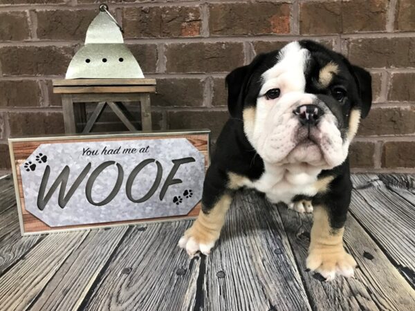 english bulldog puppies tennessee