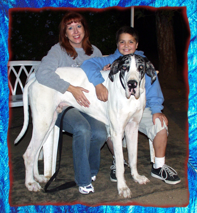 great dane rescue california